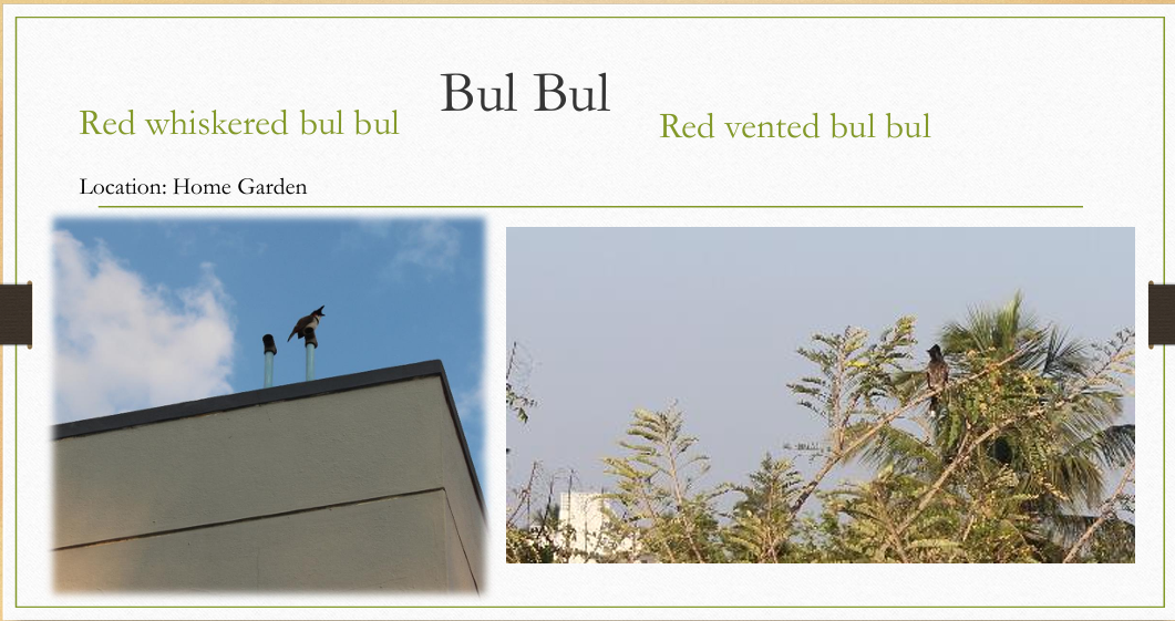 Jungle babbler